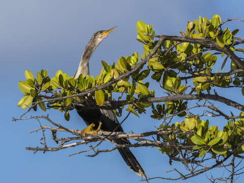 Image of Anhinga Brisson 1760