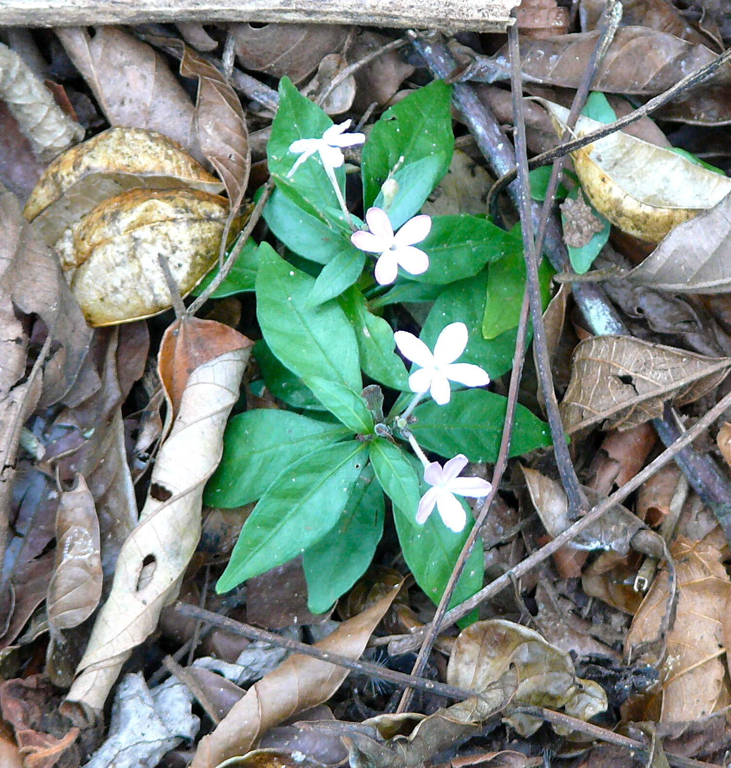 Pseuderanthemum verapazense Donn. Smith resmi