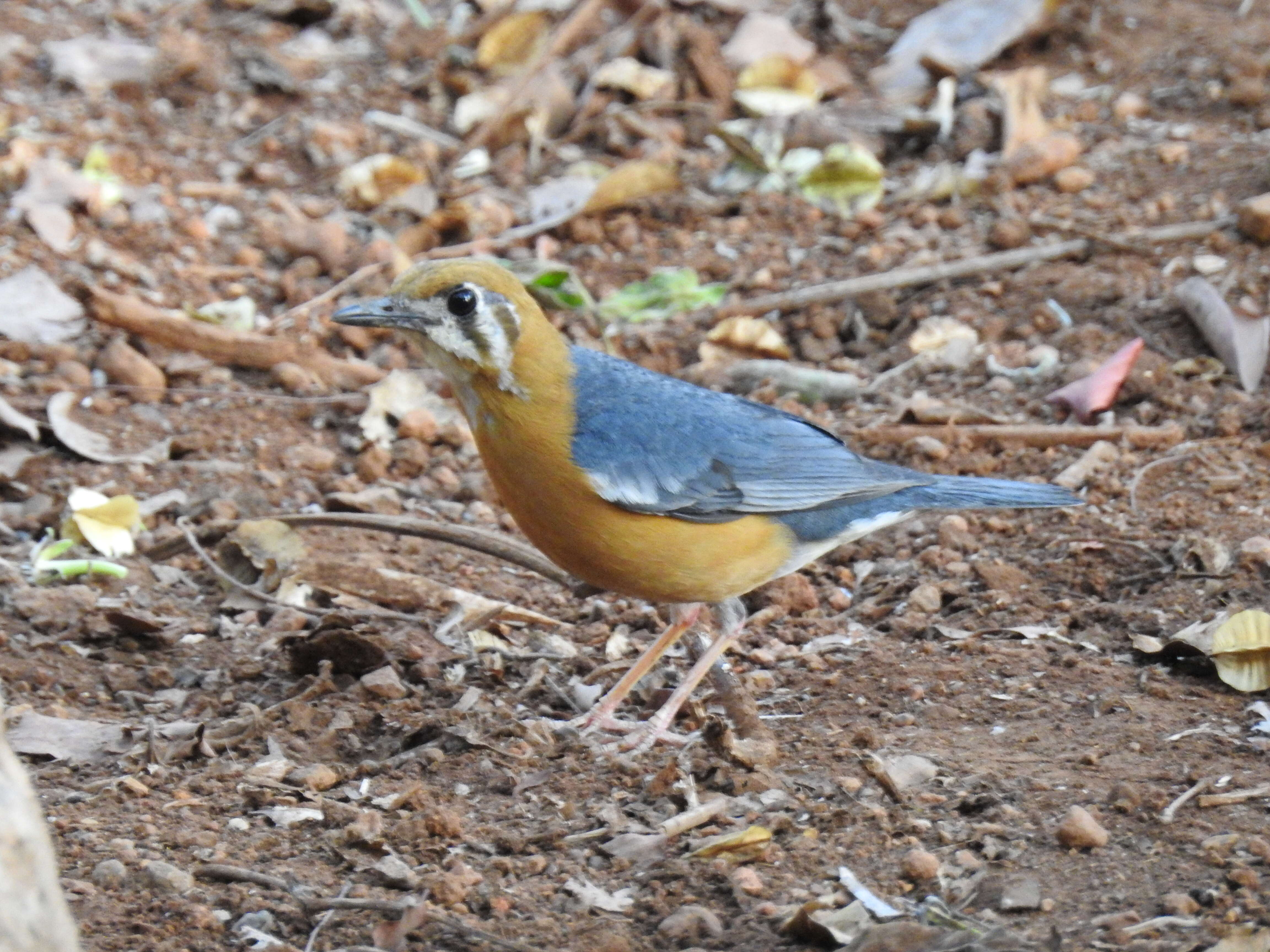 Image de Grive à tête orange