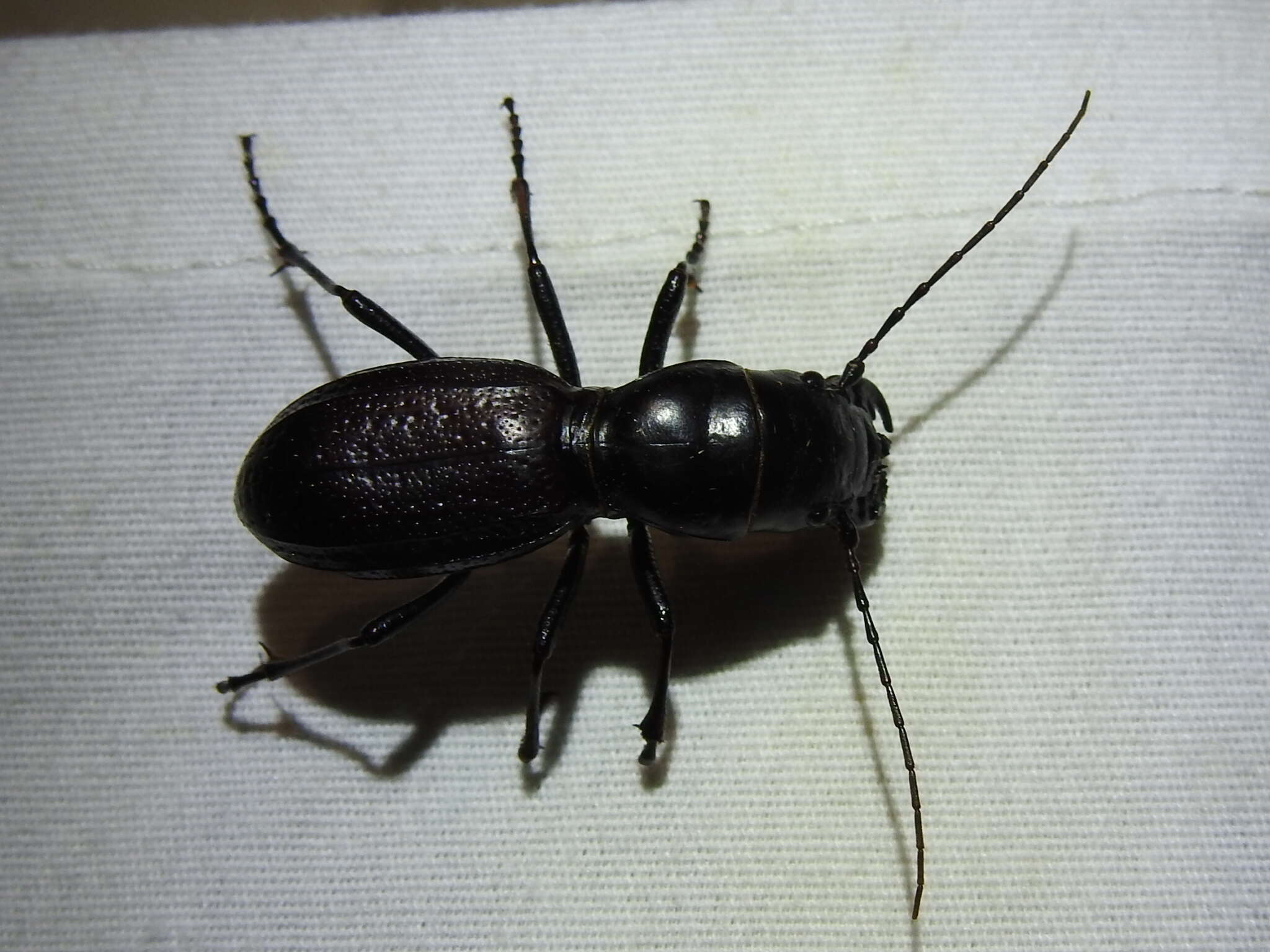 Image of Great Plains Giant Tiger Beetle