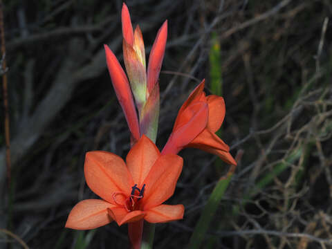 Imagem de Watsonia stenosiphon L. Bolus