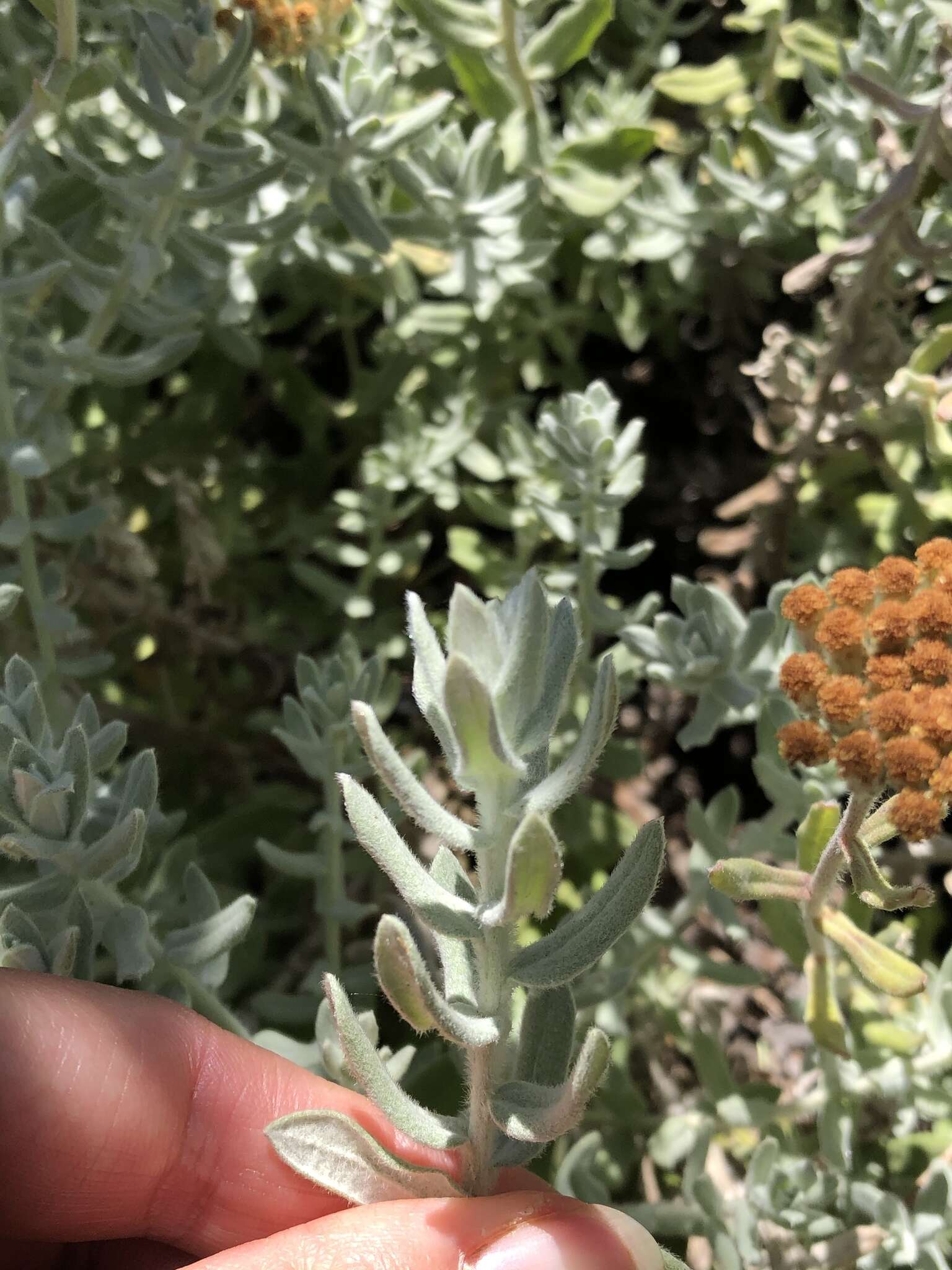 Image of Fynbos Everlasting