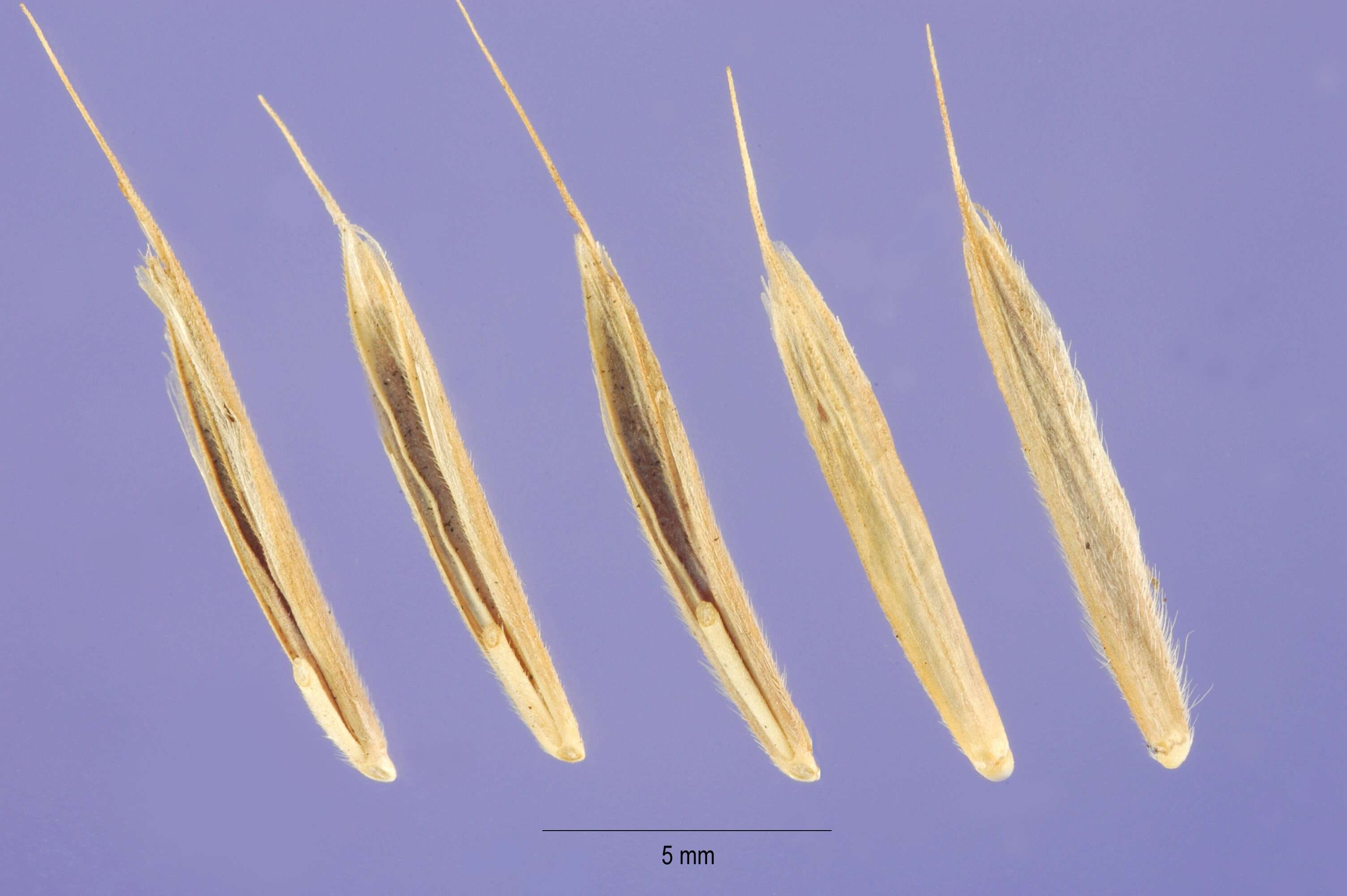 Image of erect brome