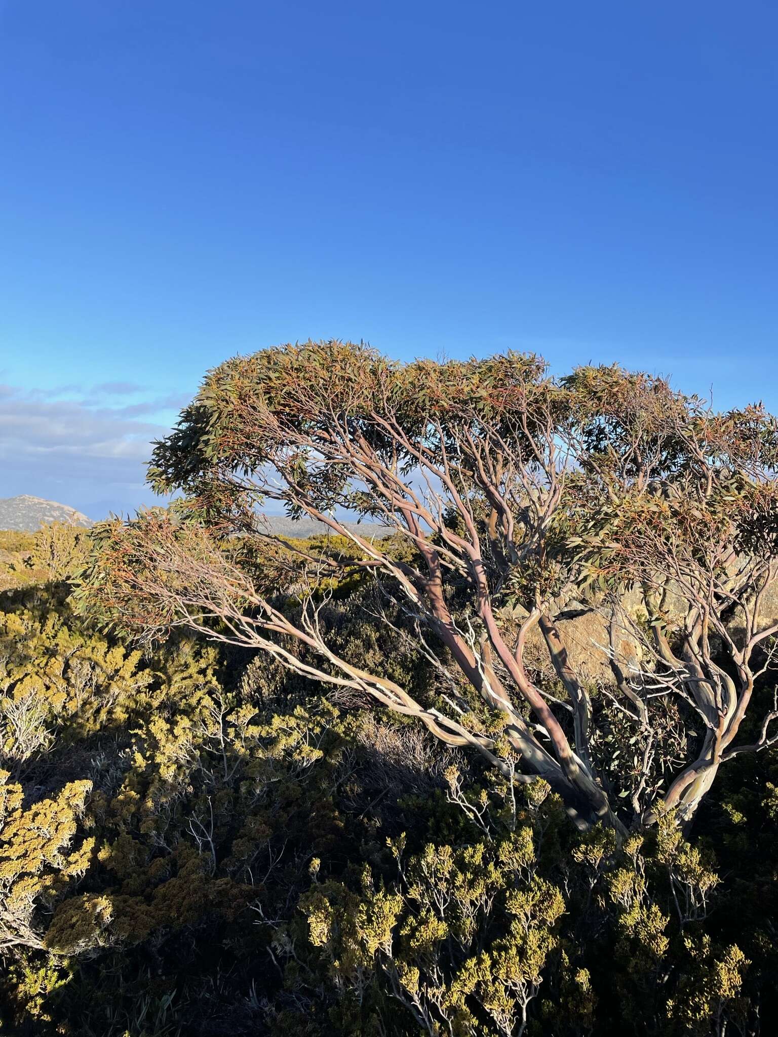 Image of Eucalyptus subcrenulata Maiden & Blakely