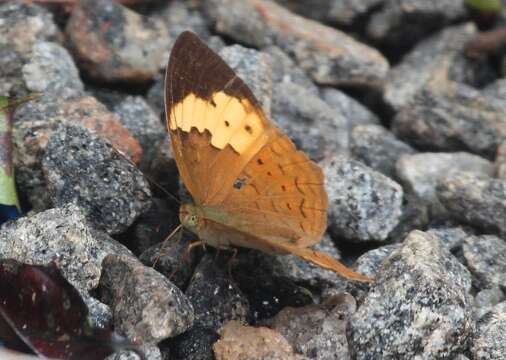 Image of Sahyadri Rustic