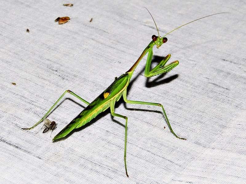 Image of African praying mantis