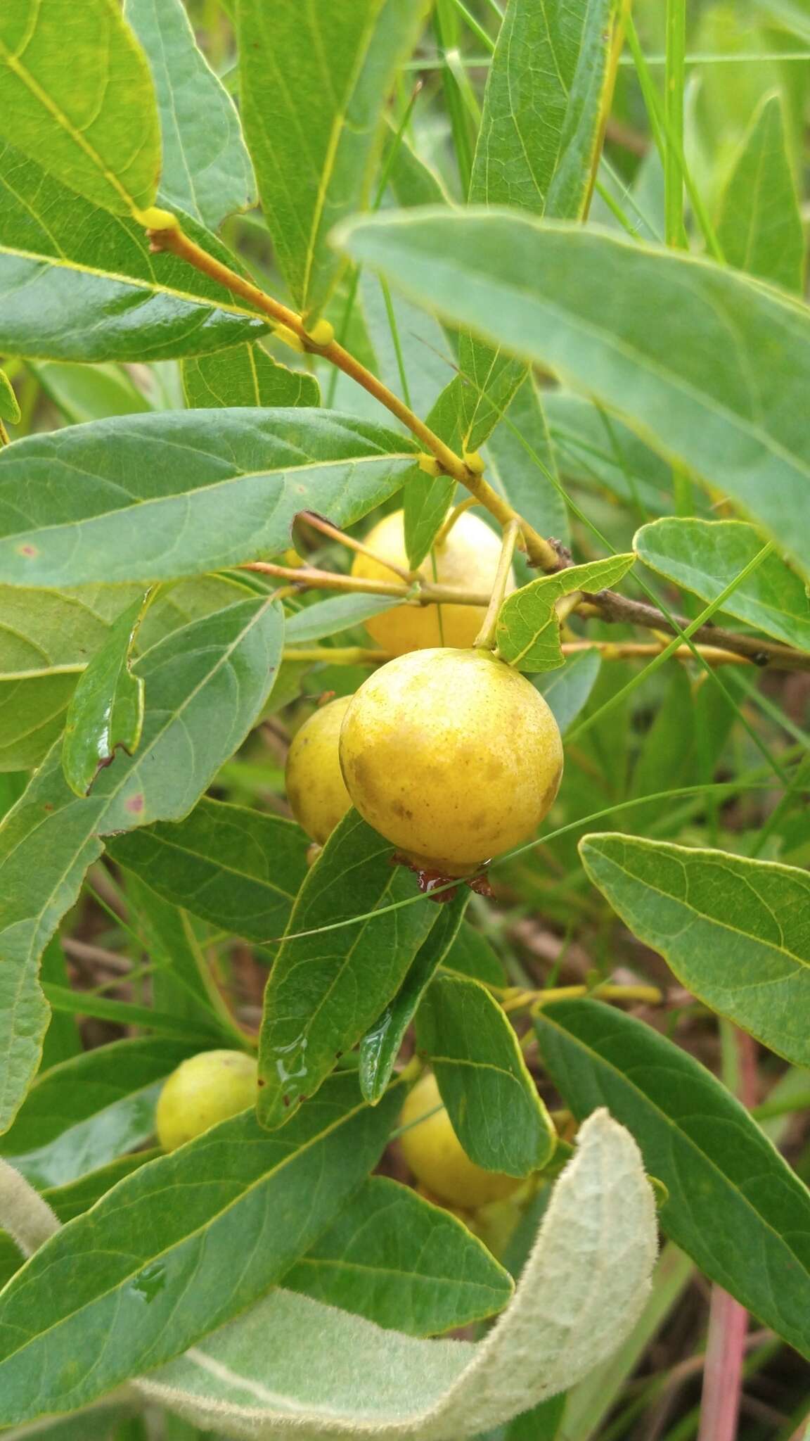 Sivun Campomanesia adamantium (Cambessedes) Berg kuva