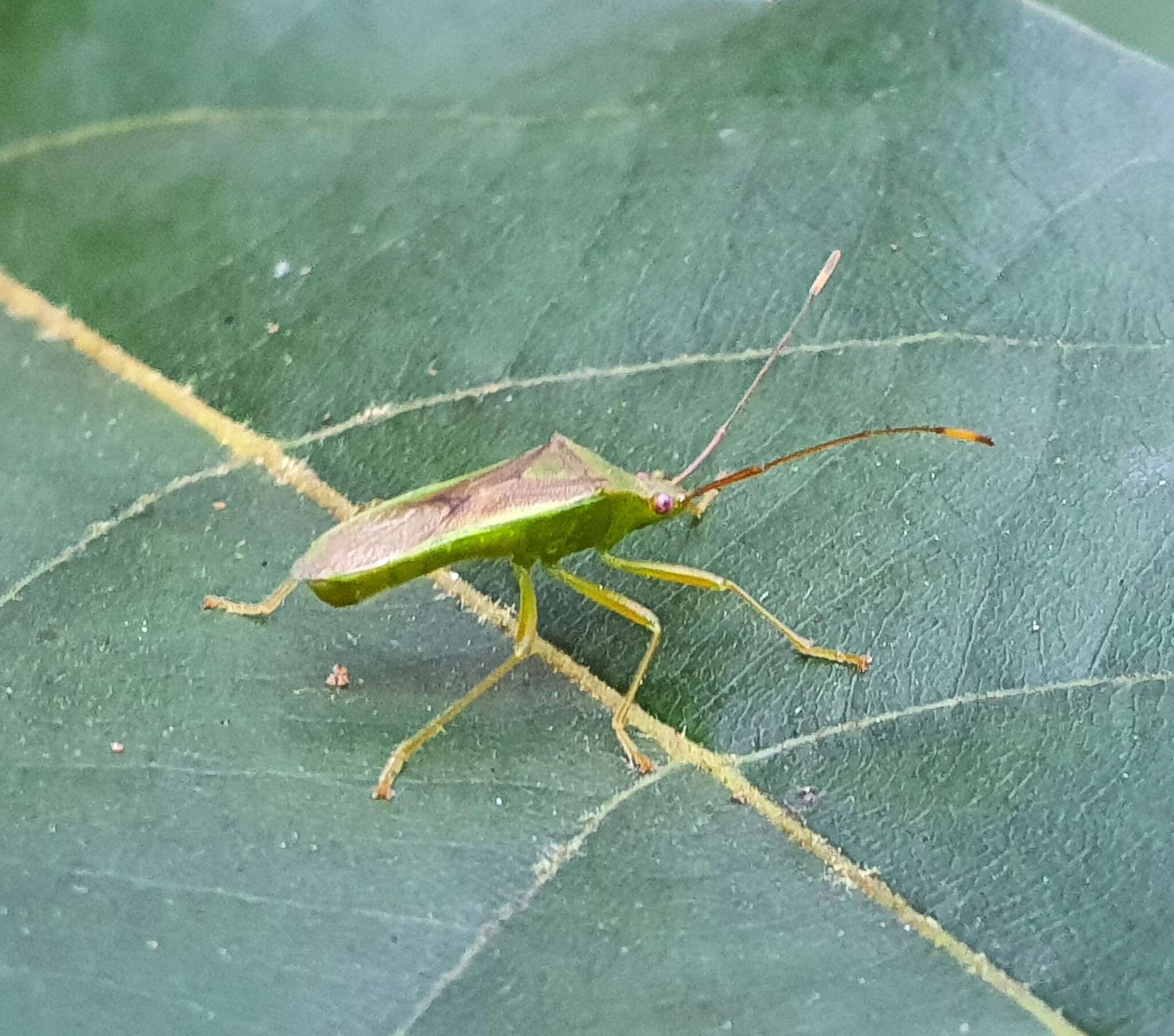 Amblypelta nitida Stål 1873的圖片