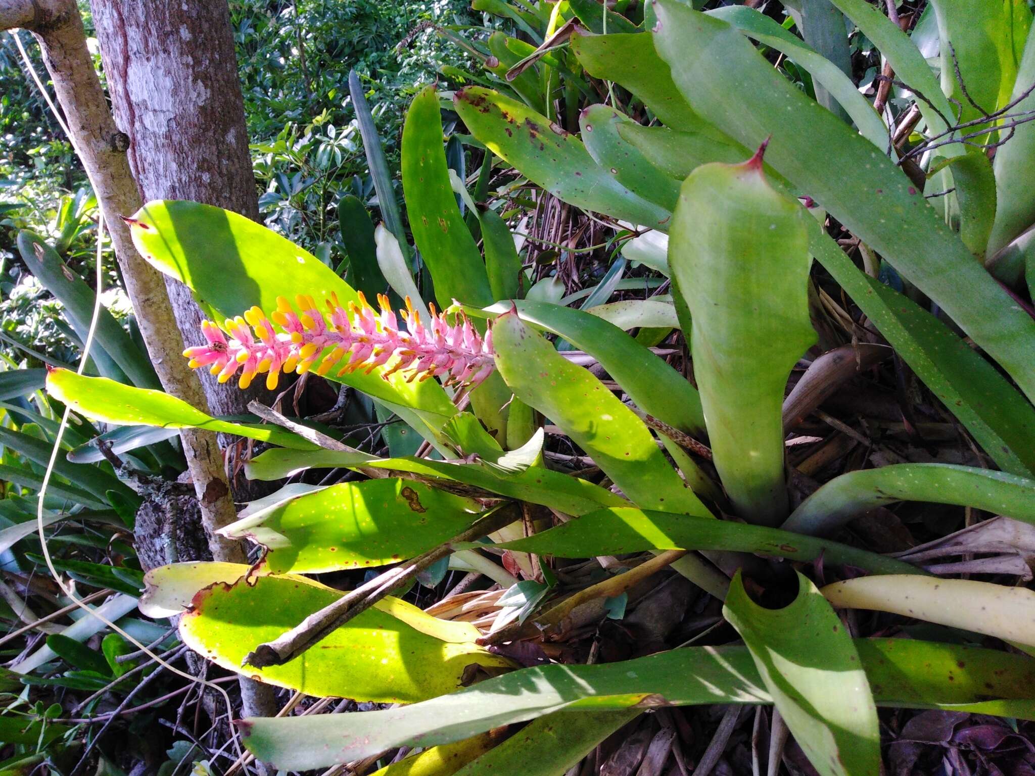 Aechmea kertesziae Reitz的圖片