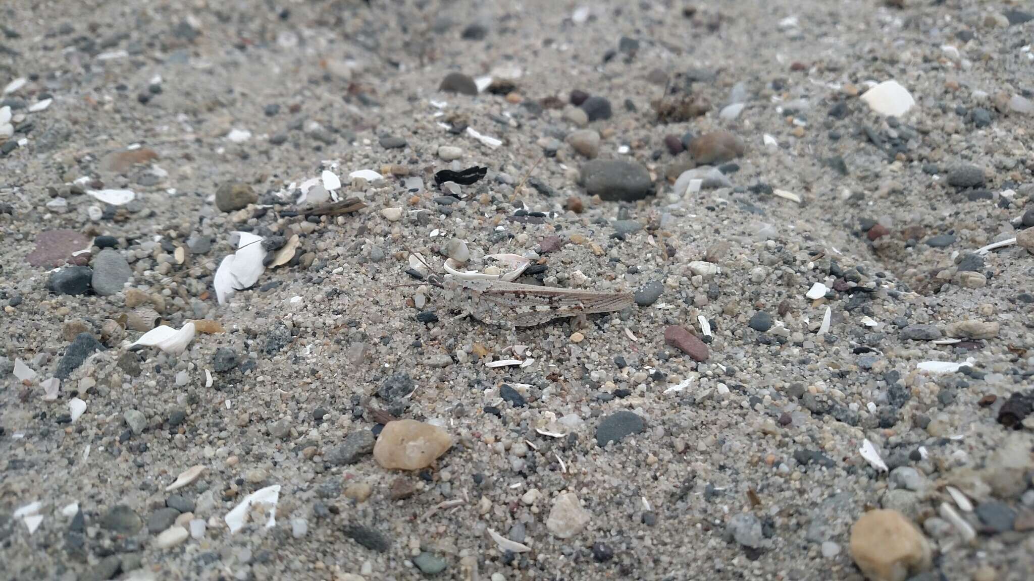 Image of Seaside Grasshopper