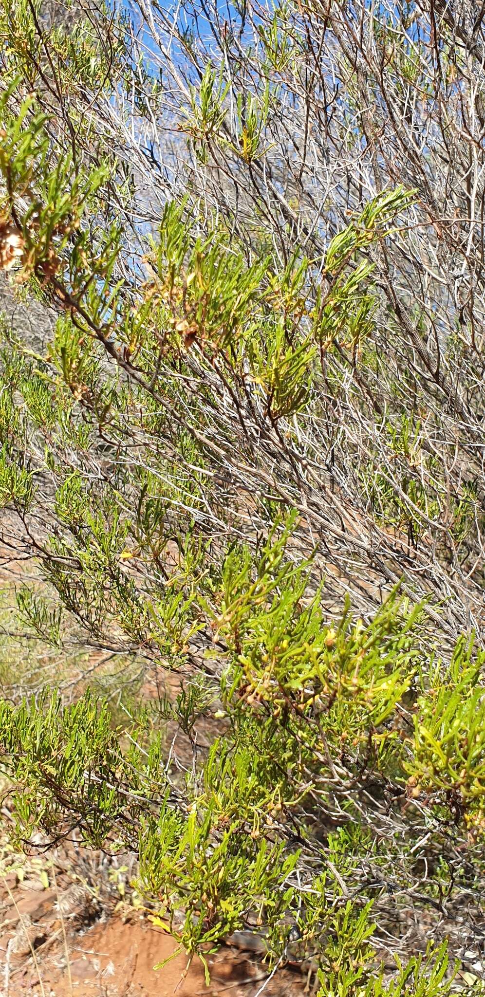 Image de Dodonaea lobulata F. Müll.