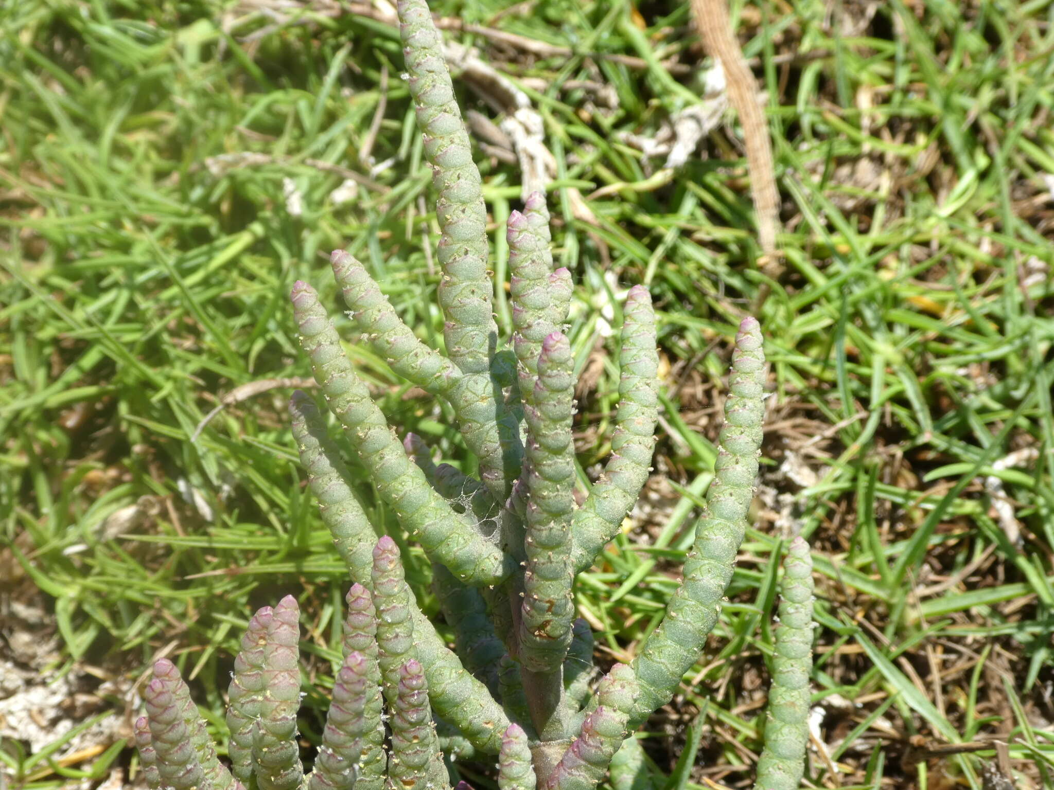 Image of Salicornia pachystachya Bunge ex Ungern-Sternb.
