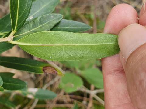 Image de Phillyrea latifolia L.