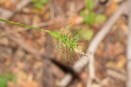 Image of Carex macrotrichoides J. R. Starr
