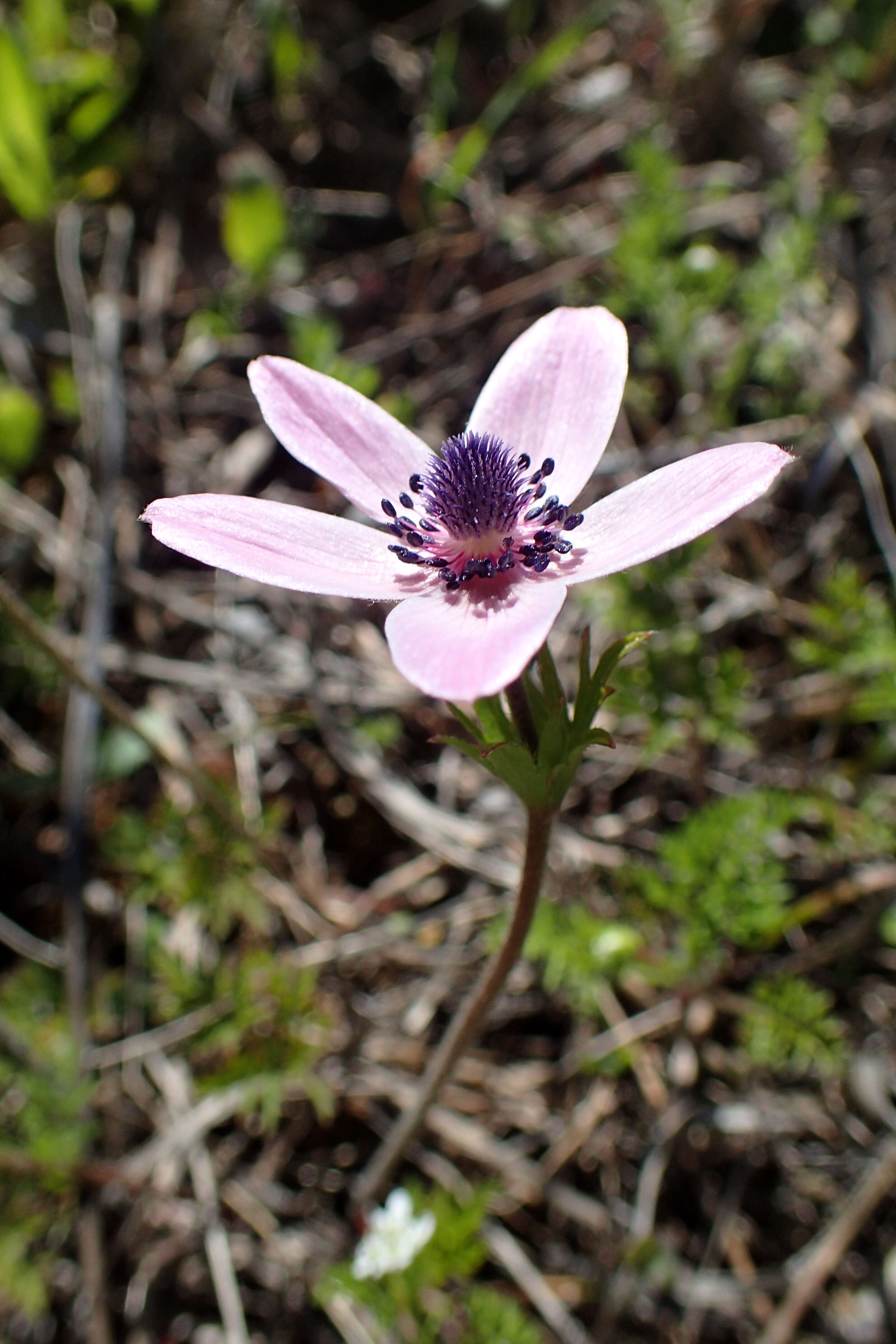 Image of lilies-of-the-field