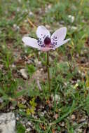 Image of lilies-of-the-field