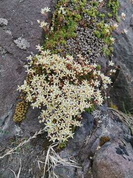 Image of Funston's Saxifrage