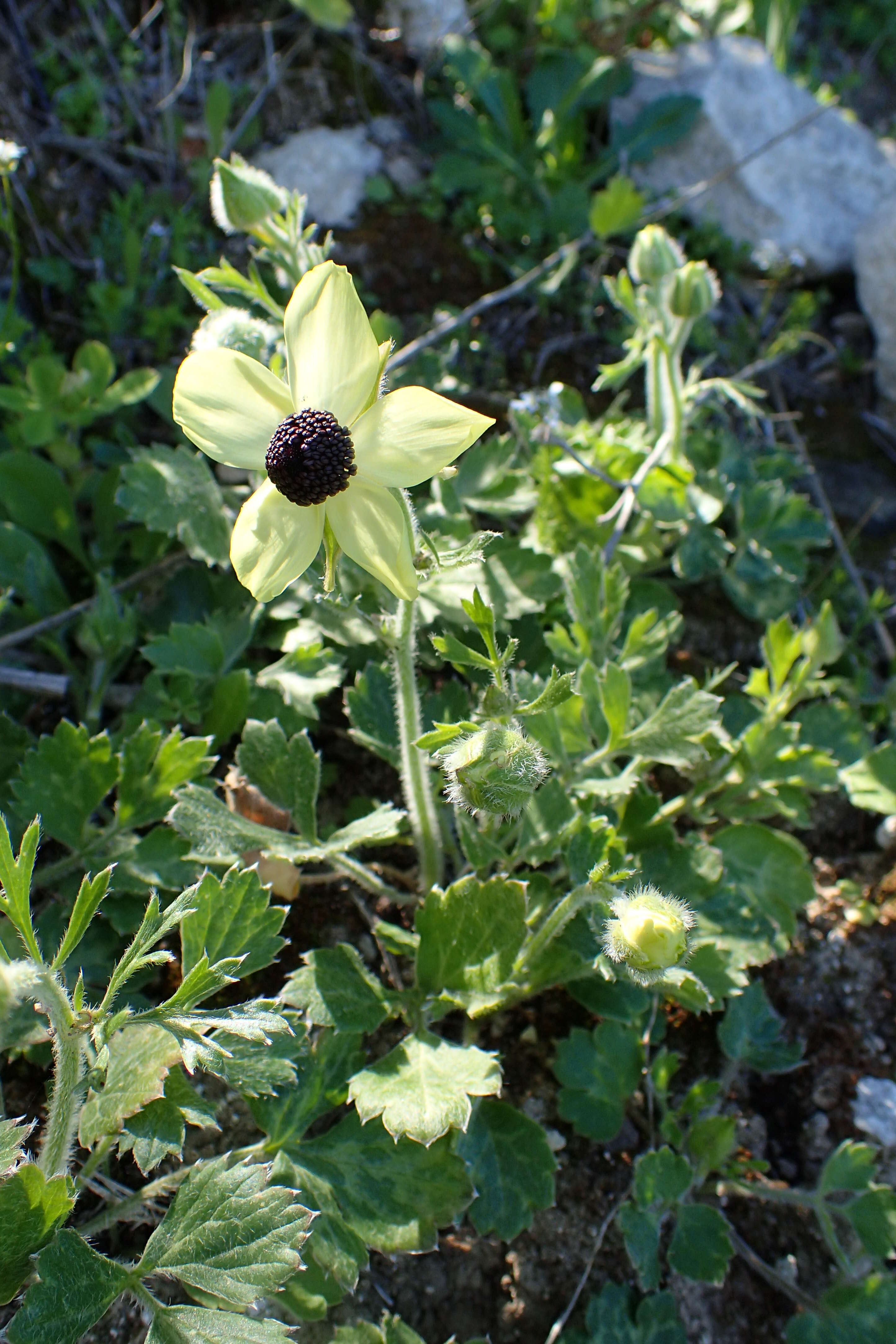 Image of Ranunculus asiaticus