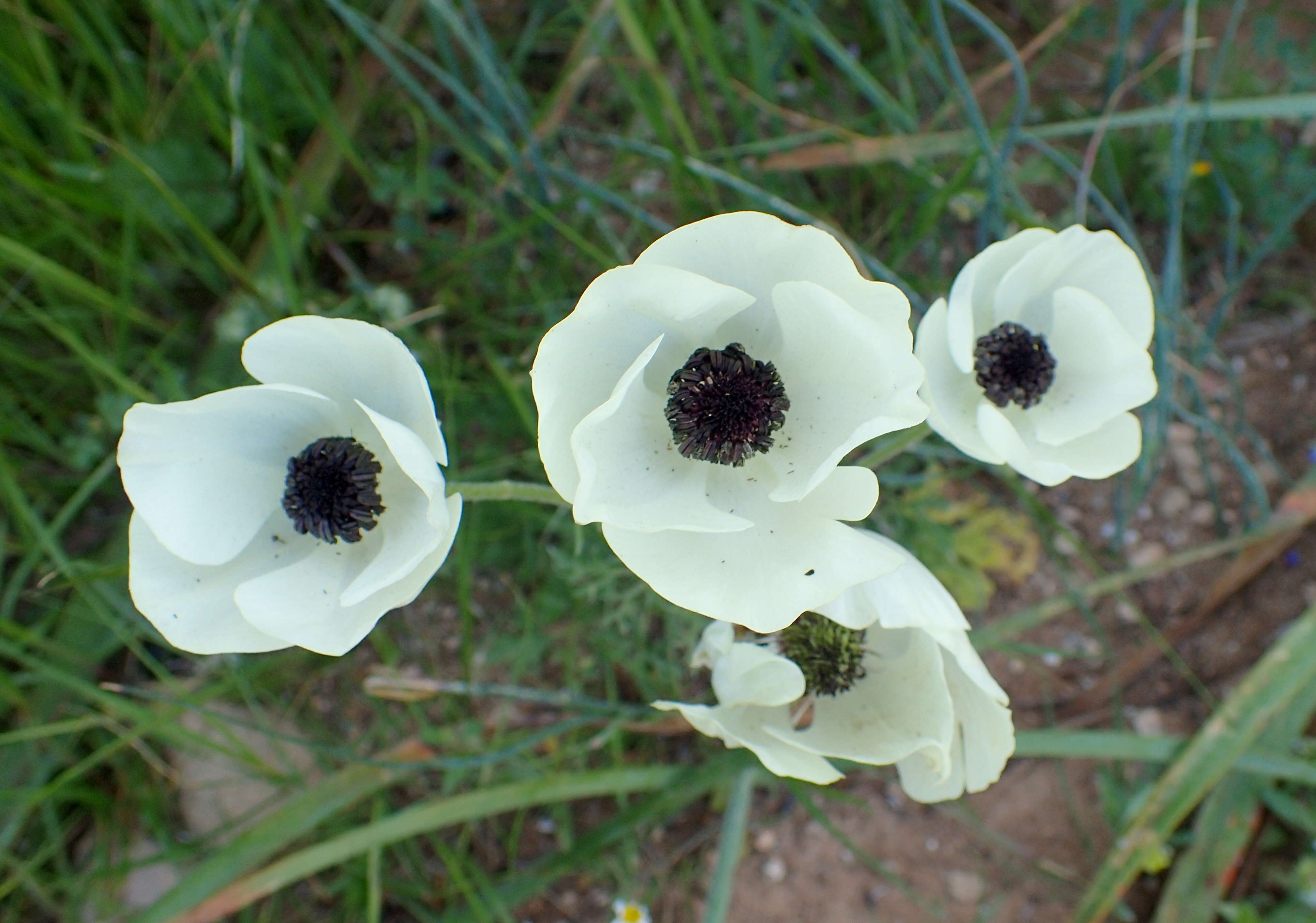 Image of Ranunculus asiaticus