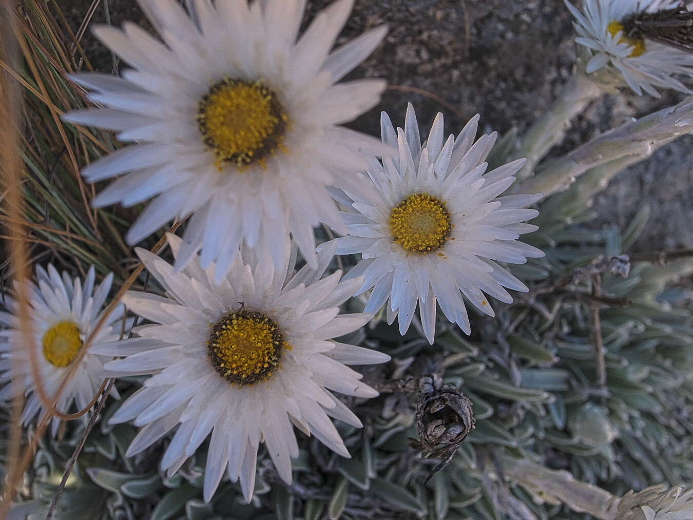 Image de Helichrysum argentissimum J. M. Wood