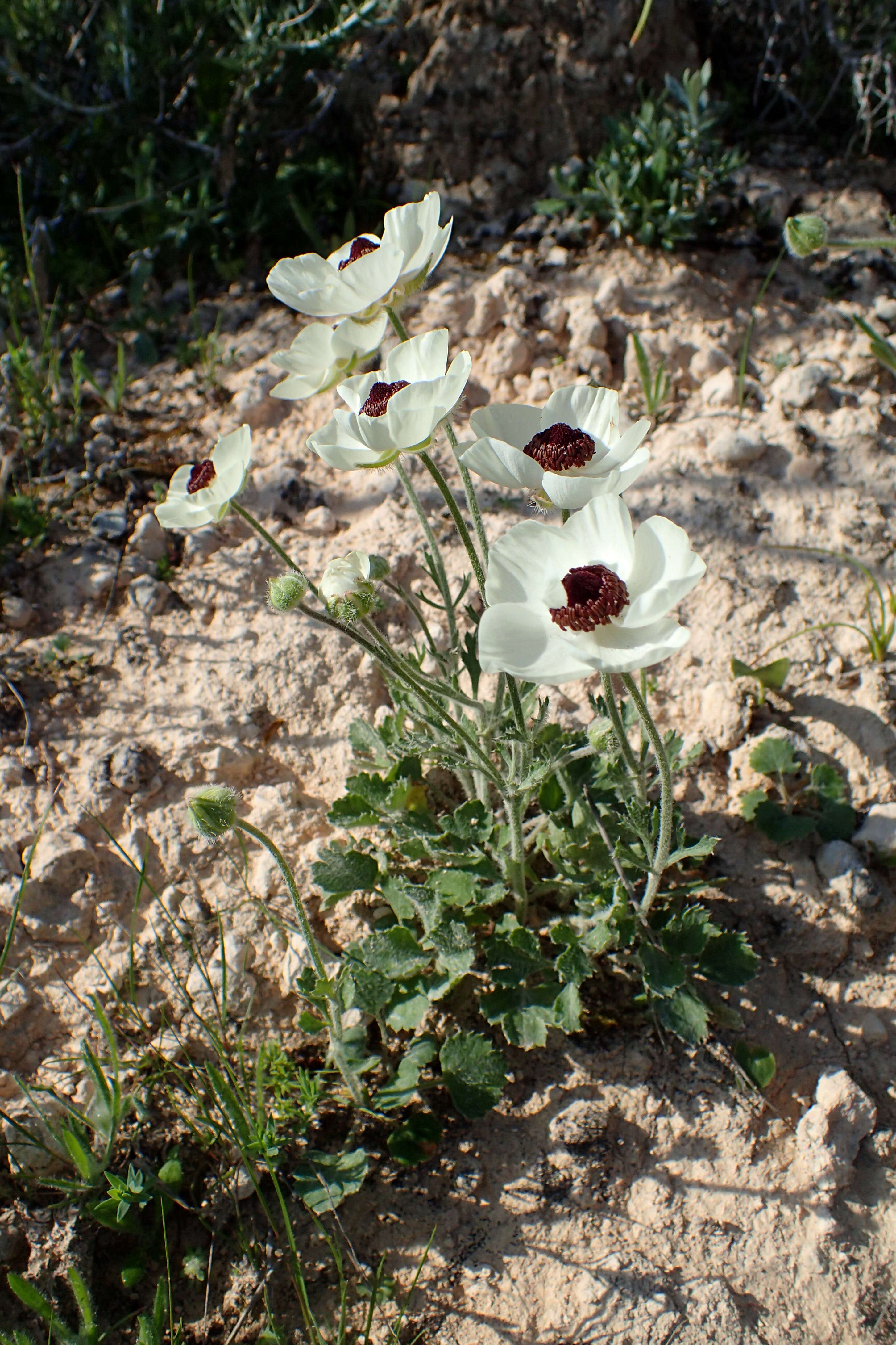 Image of Ranunculus asiaticus