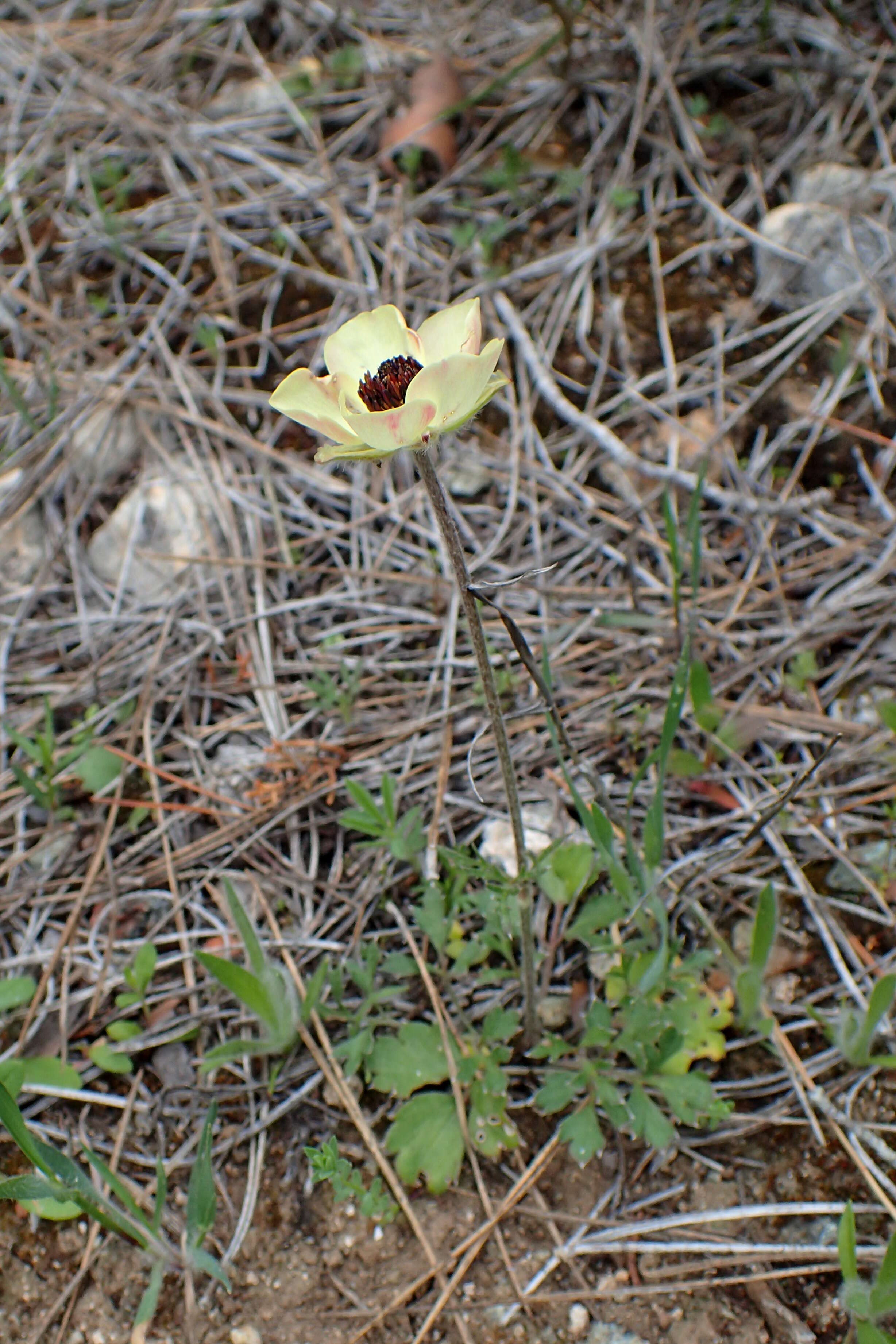 Image of Ranunculus asiaticus