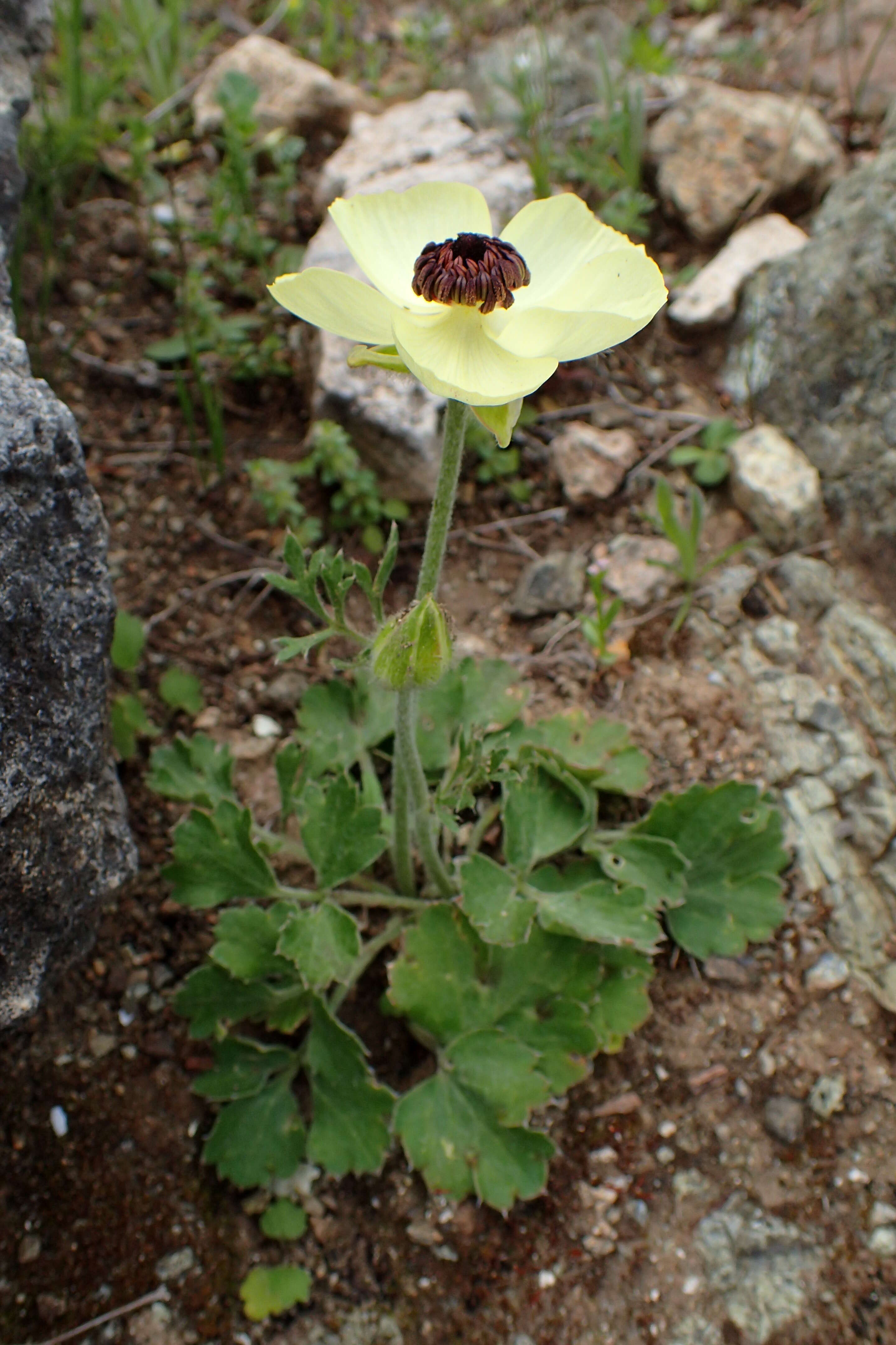 Image of Ranunculus asiaticus