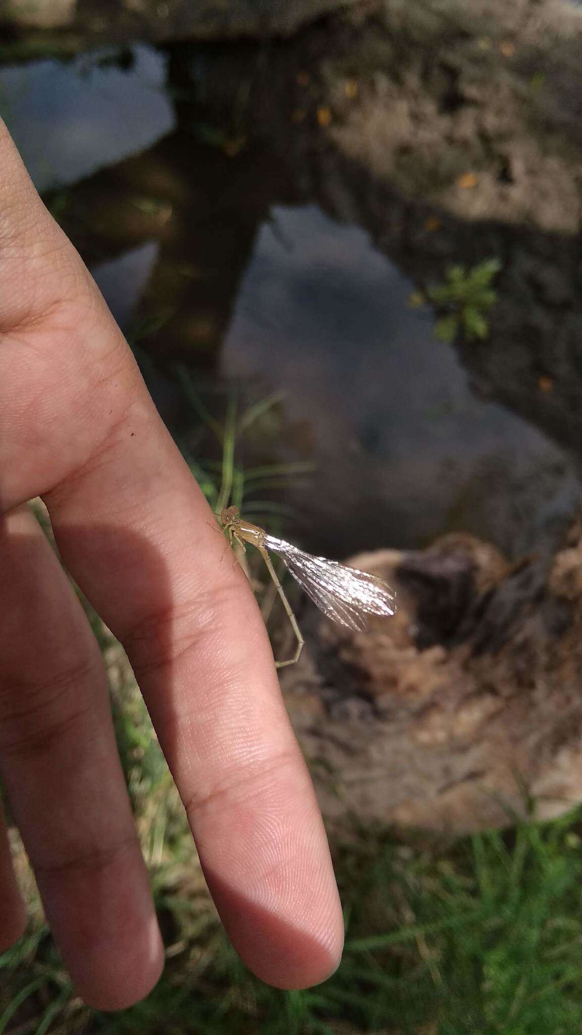 Image of Dusky Spreadwing