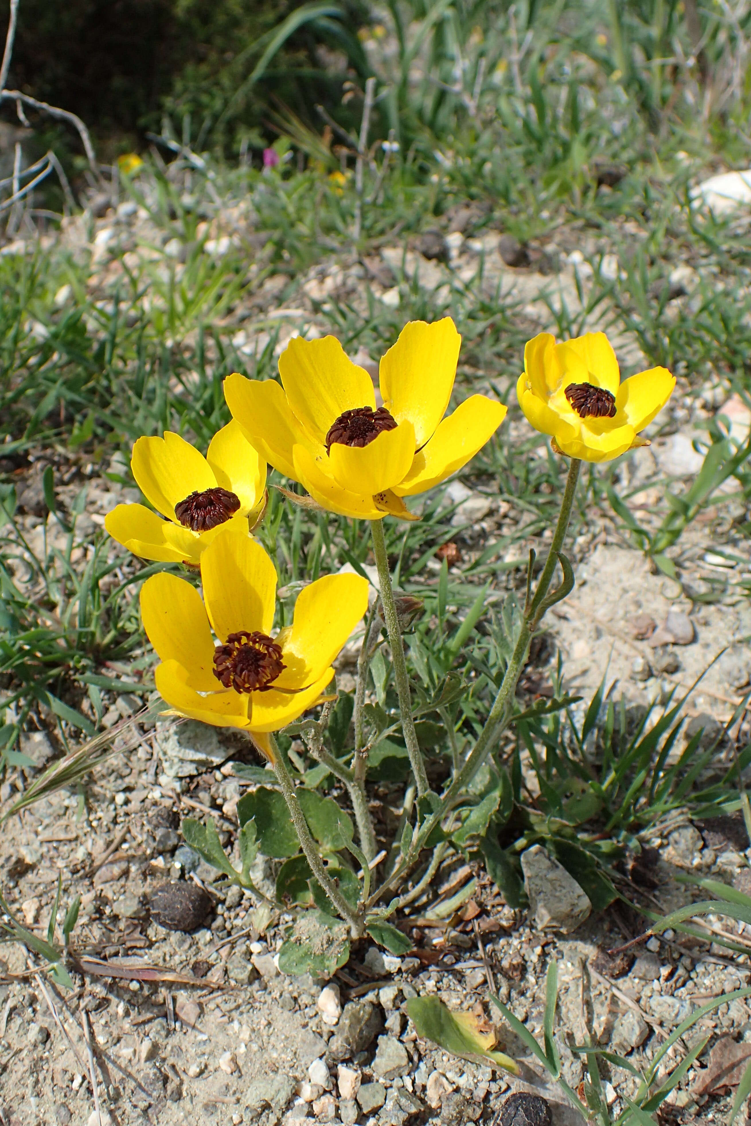 Image of Ranunculus asiaticus