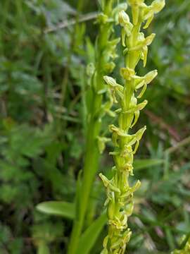 Image of purple-petal bog orchid