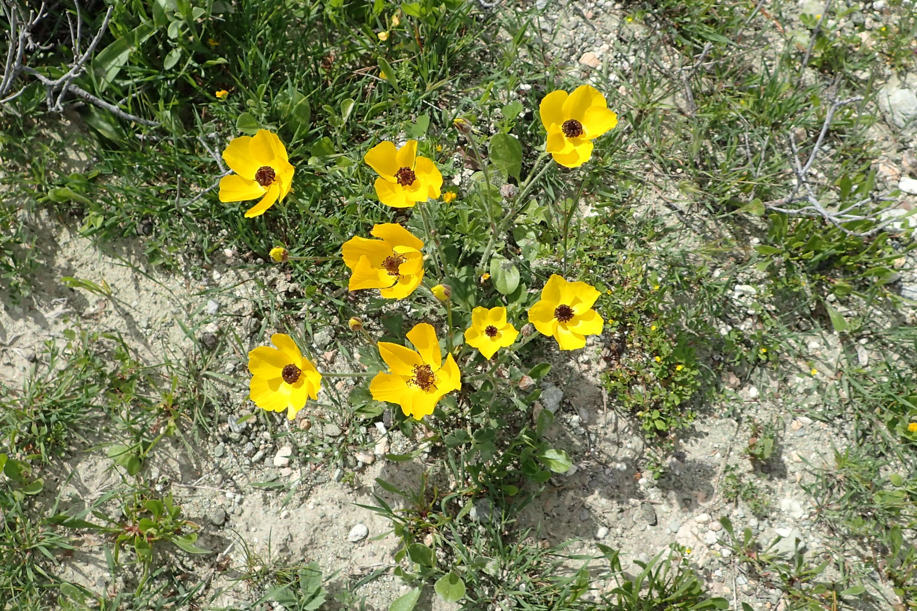 Image of Ranunculus asiaticus