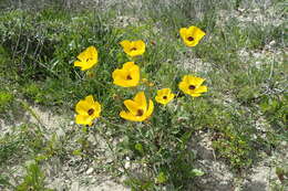 Image of Ranunculus asiaticus