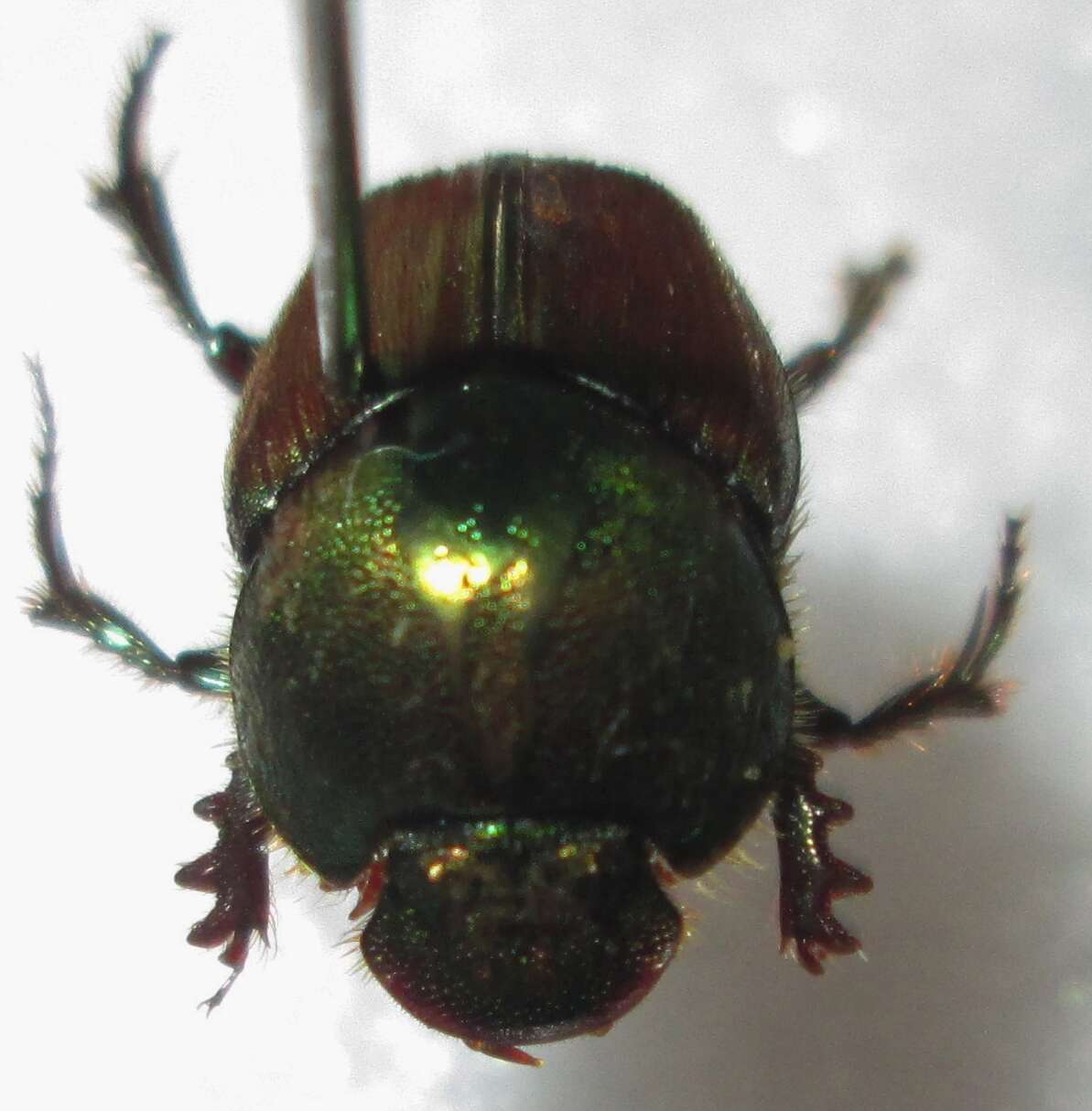 Image of Proagoderus sapphirinus (Fahraeus 1857)