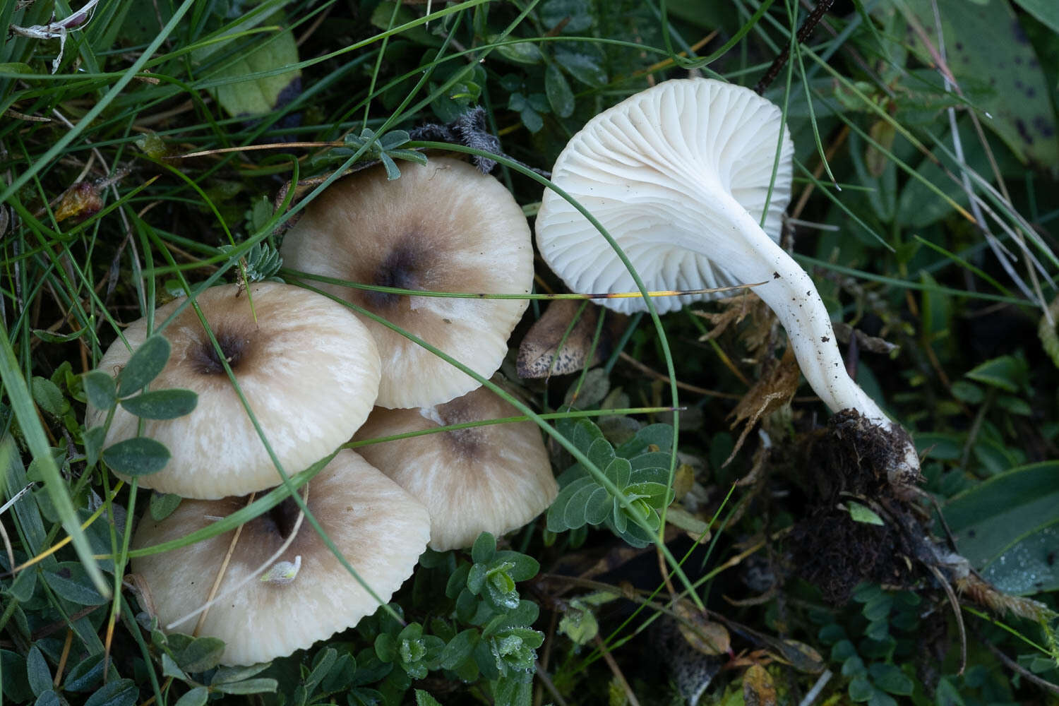 Image of Cuphophyllus virgineus (Wulfen) Kovalenko 1989