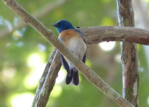 Image of Malaysian Blue Flycatcher