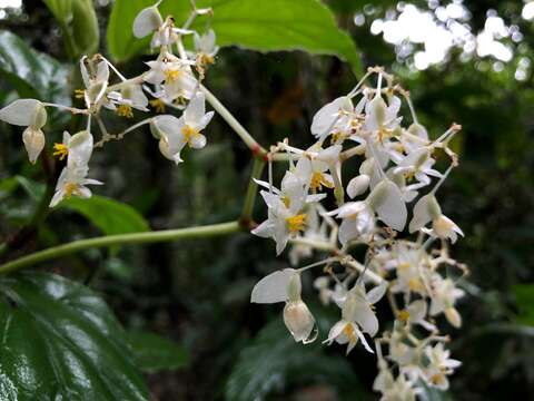 Image of Begonia glabra Aubl.