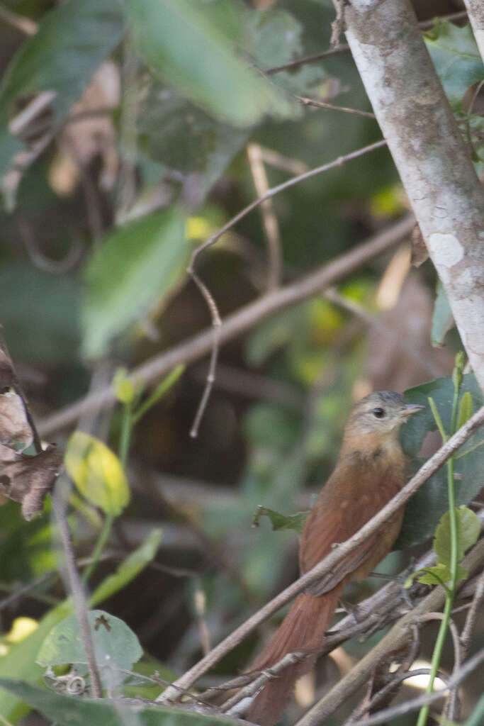 Image of White-lored Spinetail