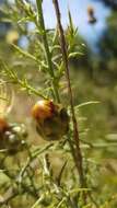 Sivun Rhaponticoides africana (Lam.) M. V. Agab. & Greuter kuva