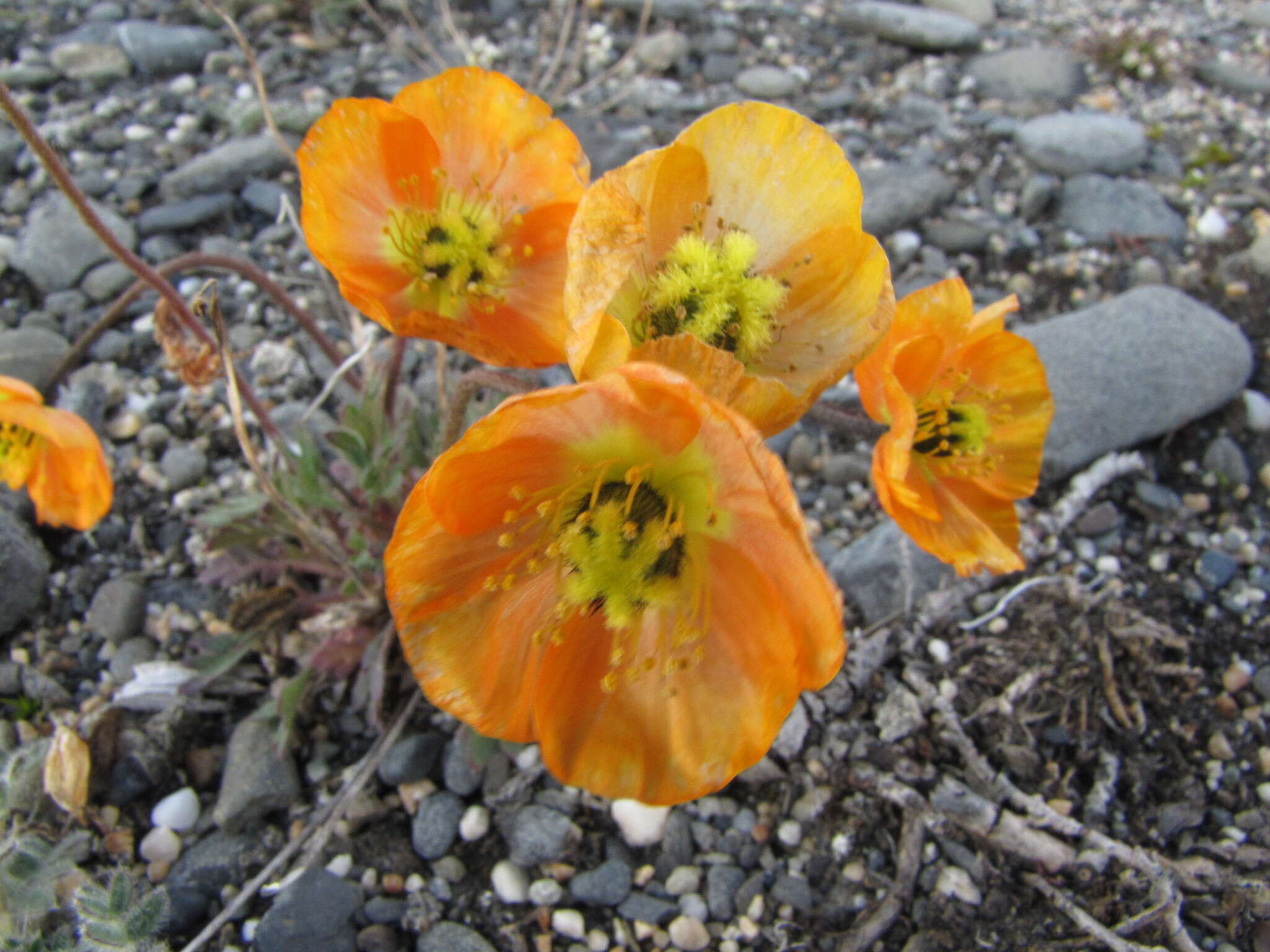 Image of Papaver schamurinii V. V. Petrovskii