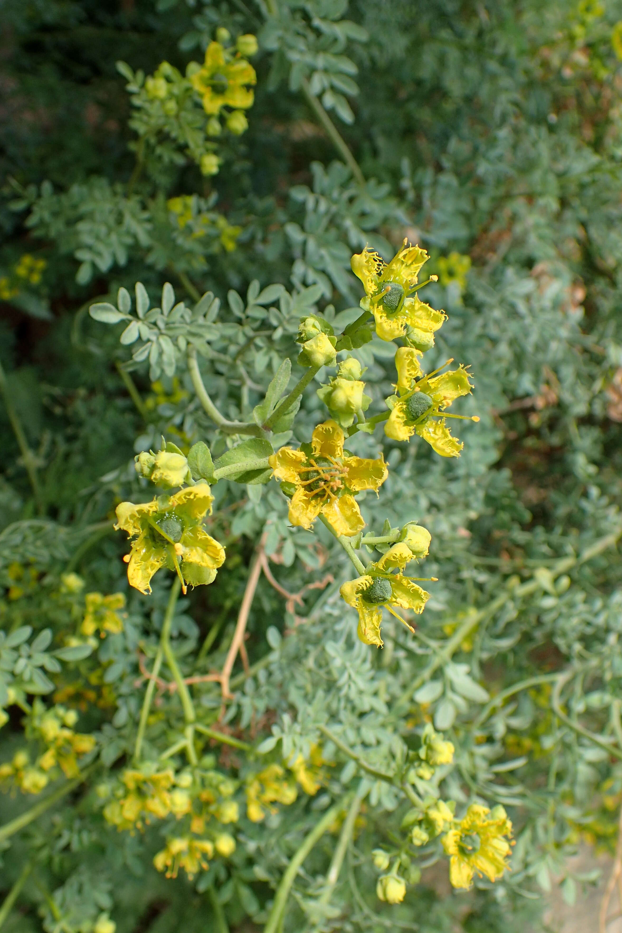 Image of fringed rue