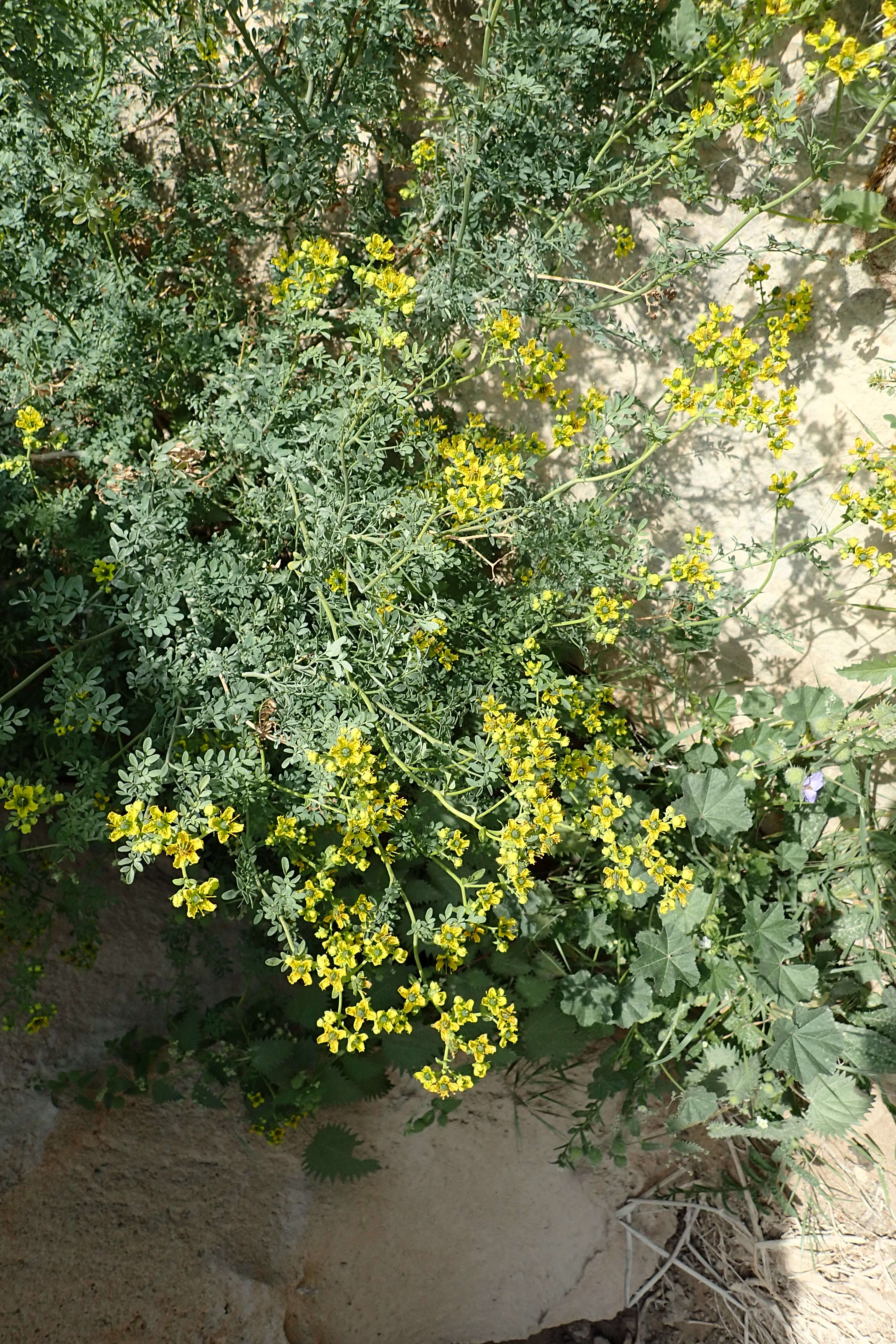 Image of fringed rue