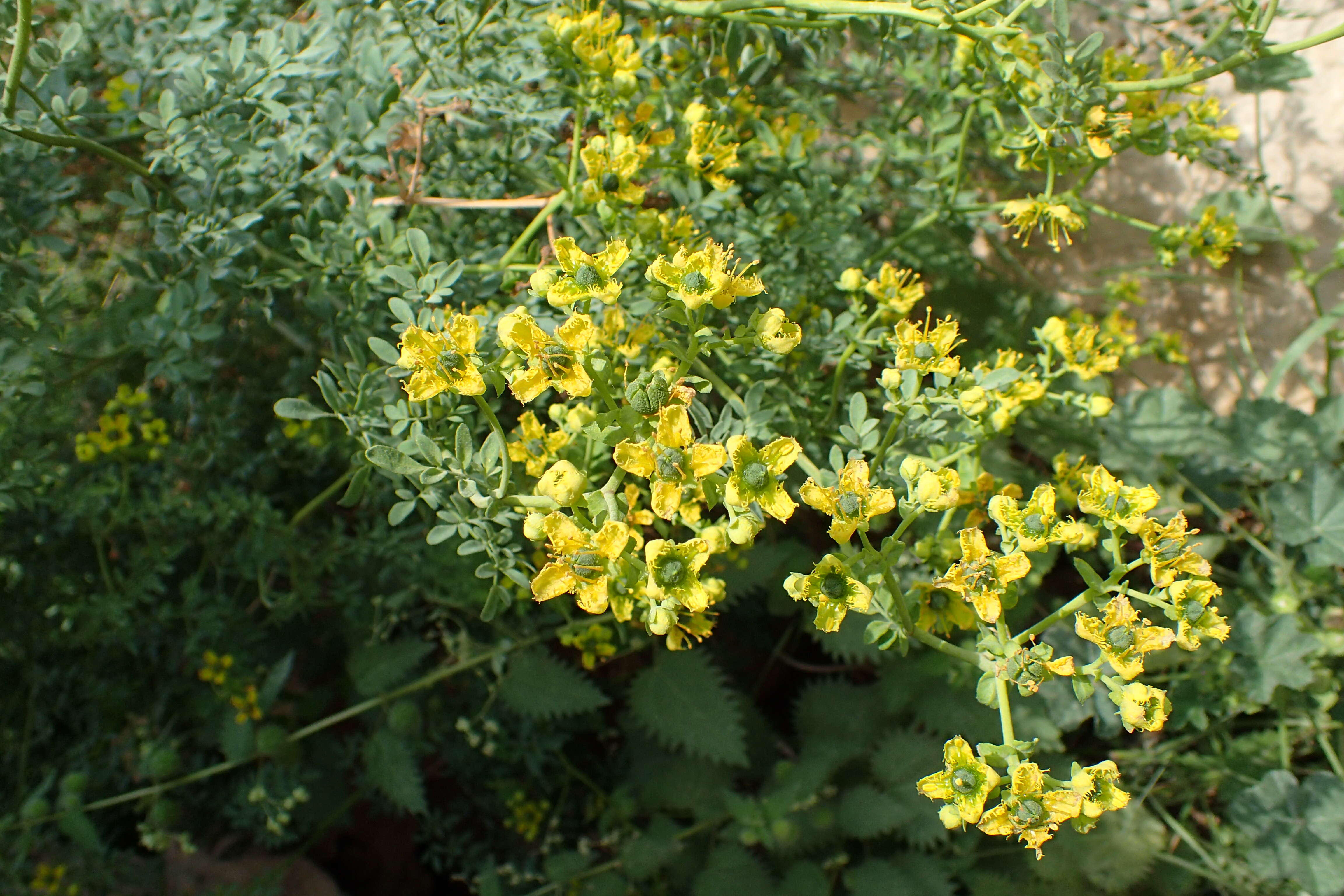 Image of fringed rue