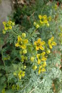 Image of fringed rue