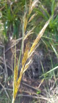 Image of Sorghastrum pellitum (Hack.) Parodi