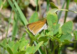 Image of Two-spotted Skipper