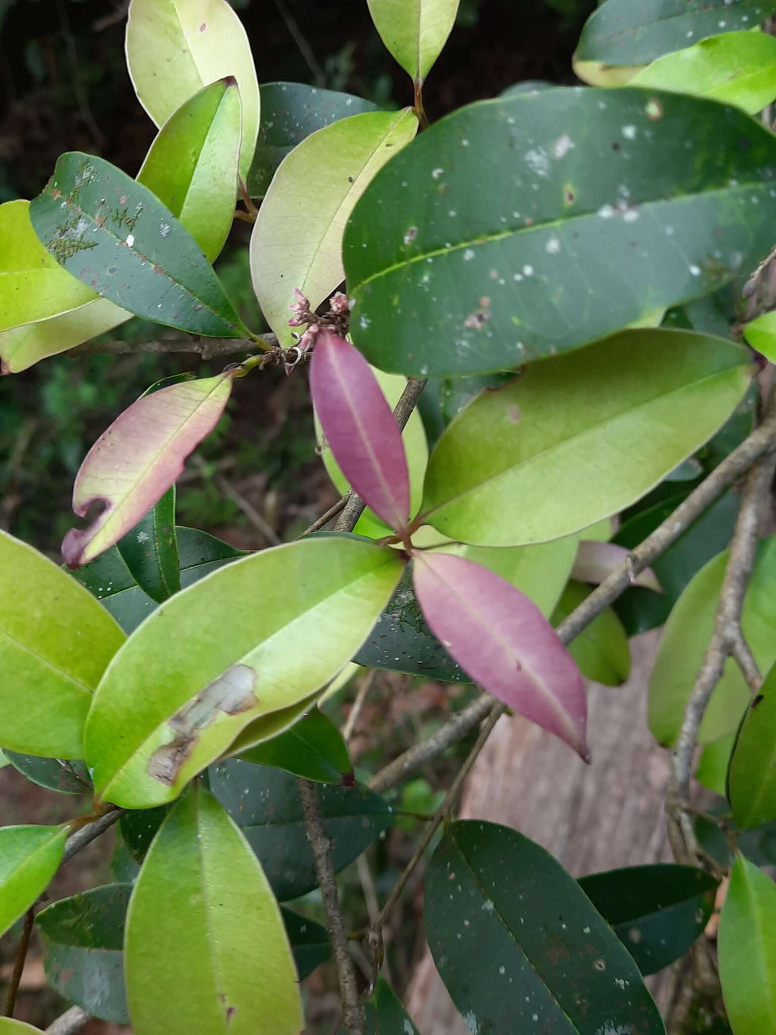 Слика од Chionanthus mala-elengi (Dennst.) P. S. Green