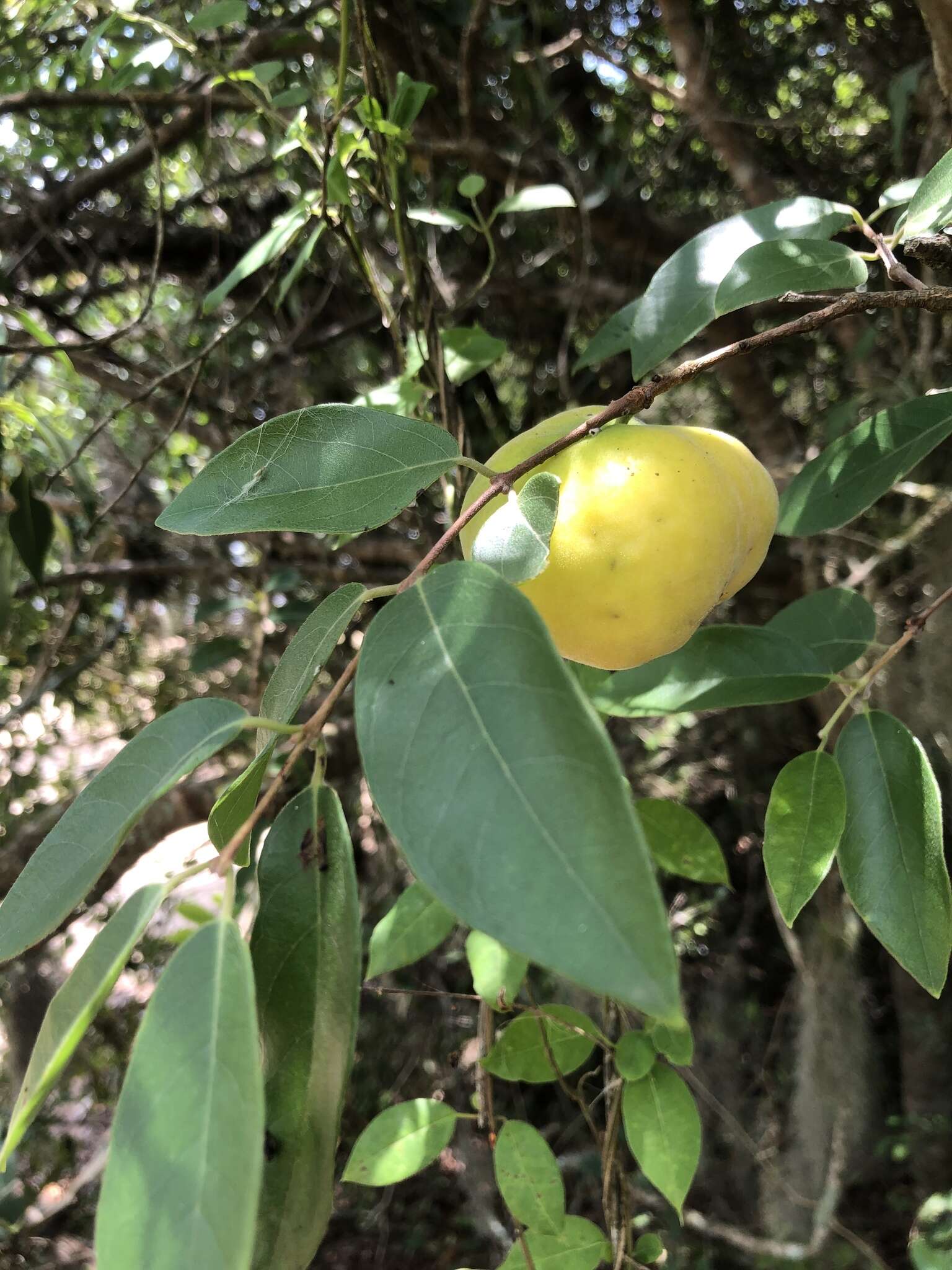 Image de Eugenia pyriformis Cambess.