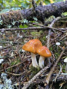 Image of Cortinarius pluvius (Fr.) Fr. 1838