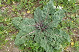 Image de Mandragora officinarum