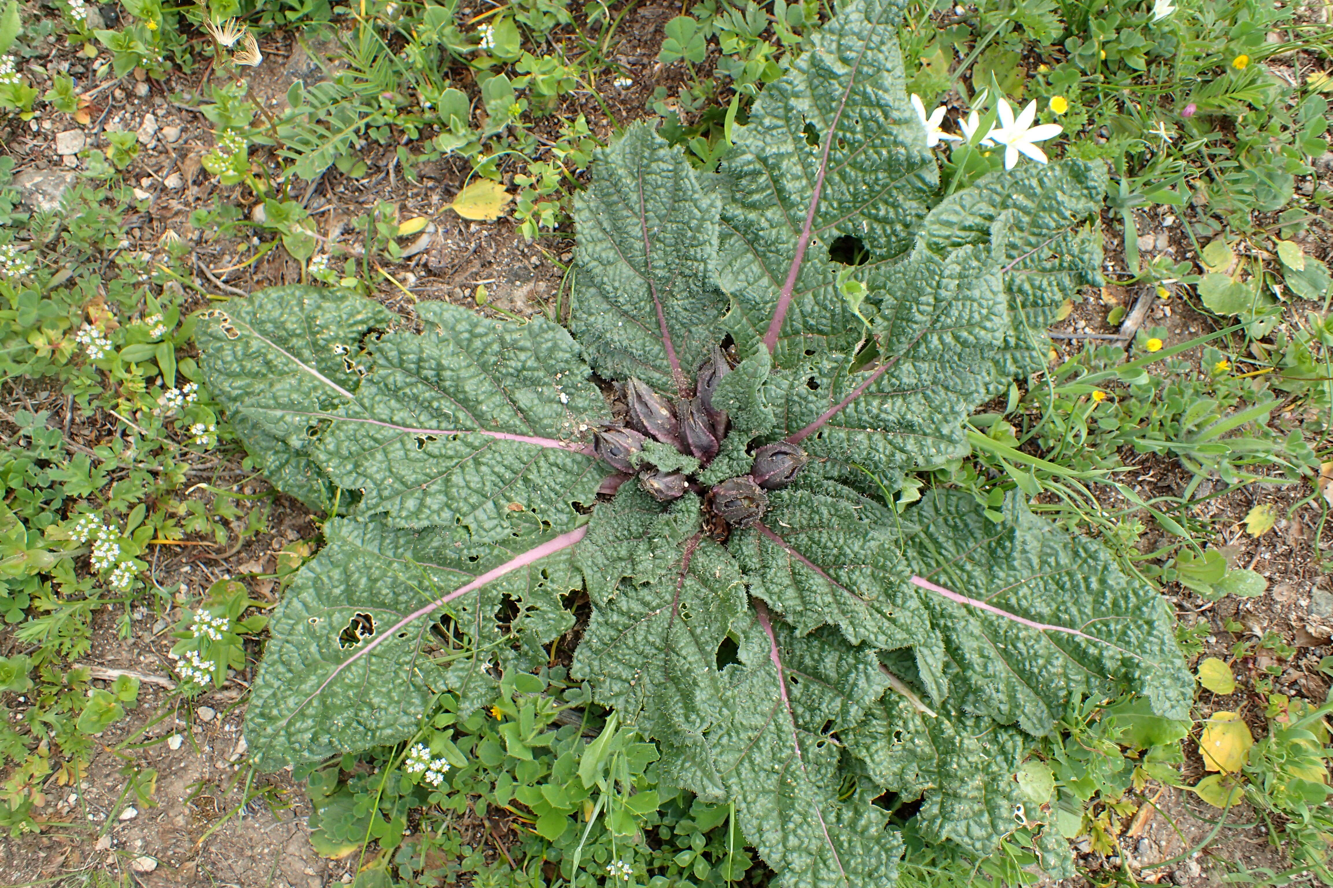 Image de Mandragora officinarum